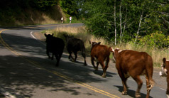 photo of cows